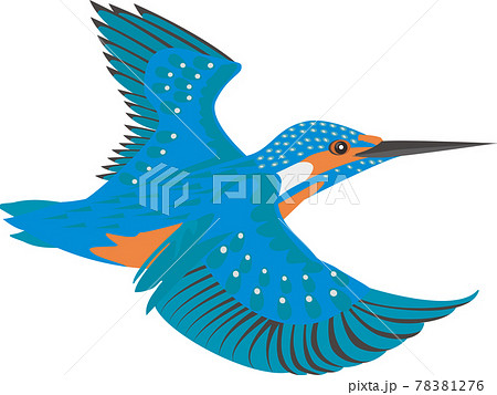 カワセミのイラスト素材