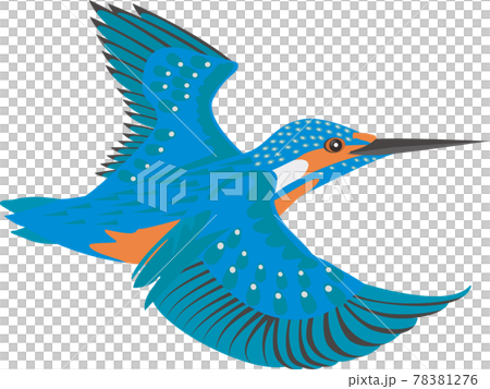 カワセミのイラスト素材