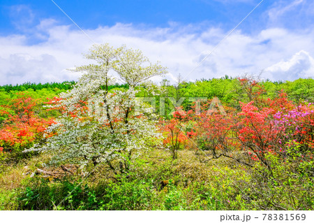 新緑の森と満開の躑躅 新緑の森と満開の躑躅 78381569