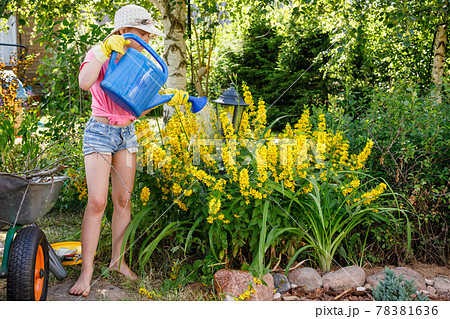 Child watering yellow loosestrife flowers gardening help Child watering yellow loosestrife flowers gardening help 78381636