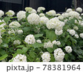 紫陽花　白 78381964