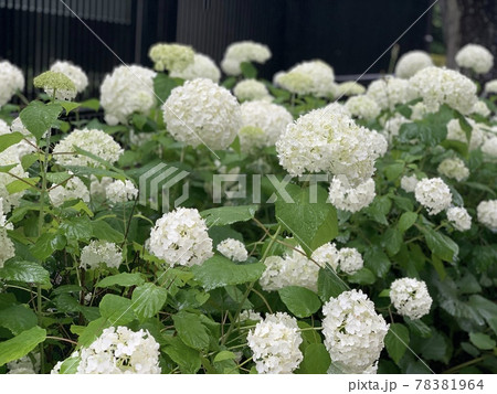 紫陽花　白 78381964