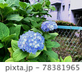紫陽花　青 78381965
