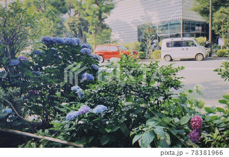 紫陽花　路肩 78381966