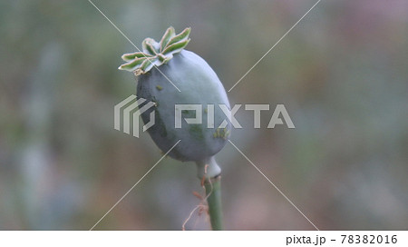 Opium poppy plant with rounded capsule in the botanical garden.  single organic opium poppy head with green background 78382016