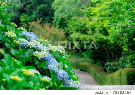 岩本山公園 紫陽花 岩本山公園 紫陽花 78382266