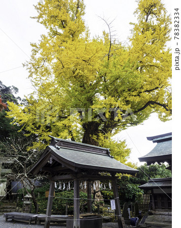 鎌倉・荏柄天神社　境内の大銀杏 78382334
