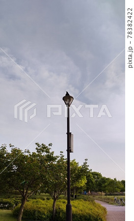 電灯で佇む鳥 78382422