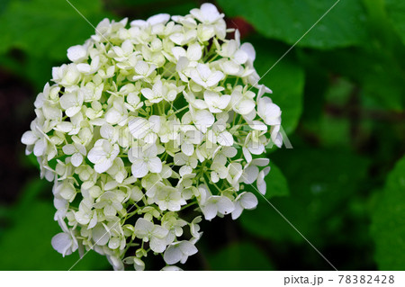 アジサイのクローズアップ 78382428