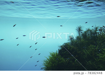 水槽 小さな魚 水槽 小さな魚 78382448
