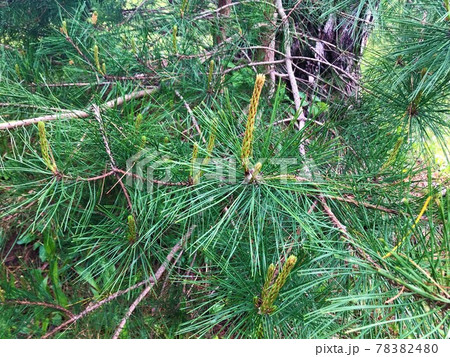 松の木の葉 78382480