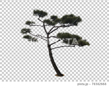Tree isolated on the white background, tree, tree 78382668