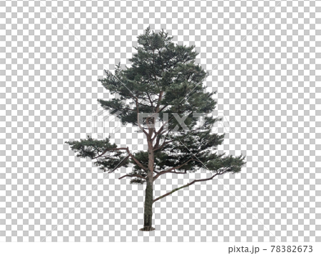 Tree isolated on the white background, tree, tree 78382673