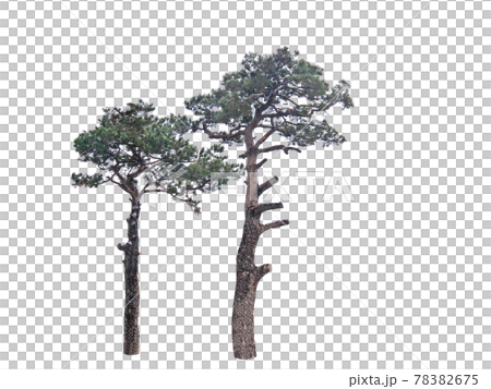 Tree isolated on the white background, tree, tree 78382675