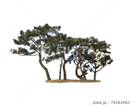 木 木材 緑 78382682