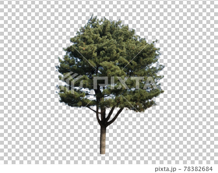Tree isolated on the white background, tree, tree 78382684