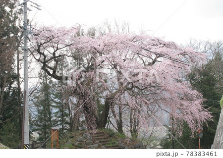 桜 78383461