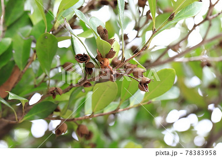 柞(イスノキ)の種子 柞(イスノキ)の種子 78383958