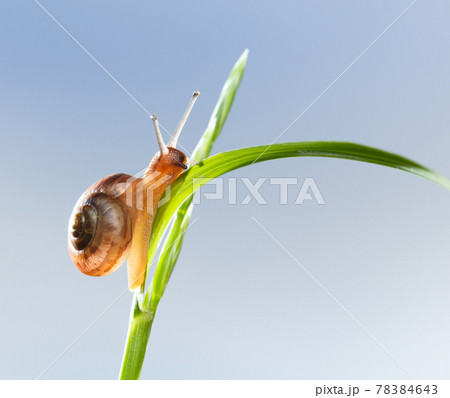 Snail on grass 78384643