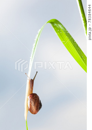 Climbing on grass blade snail 78384644