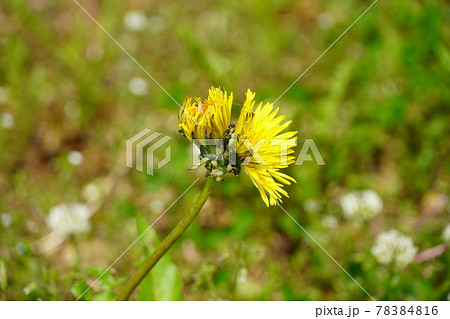 悪魔合体 一つの茎に二つの花の写真素材