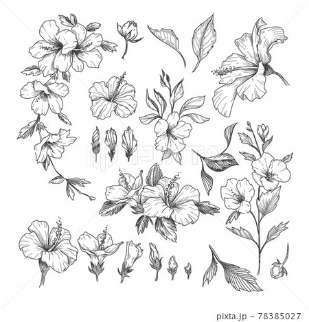 Hibiscus engraved illustrations set 78385027