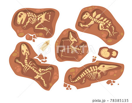Cartoon set of different dinosaur fossils Cartoon set of different dinosaur fossils 78385135