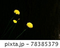 大木の木陰でスポットライトを浴びる黄色い花 78385379