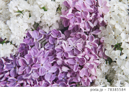 natural background of white and purple lilac flowers close-up natural background of white and purple lilac flowers close-up 78385584