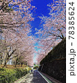 桜並木と青空 78385624