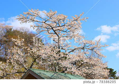 緑色の屋根と満開の桜と青空 78386205