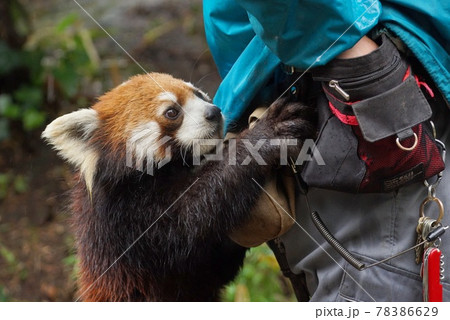 ねだるレッサーパンダ 78386629