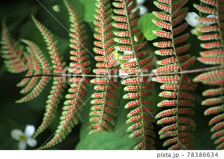 シダの葉の裏側の胞子のう 78386634