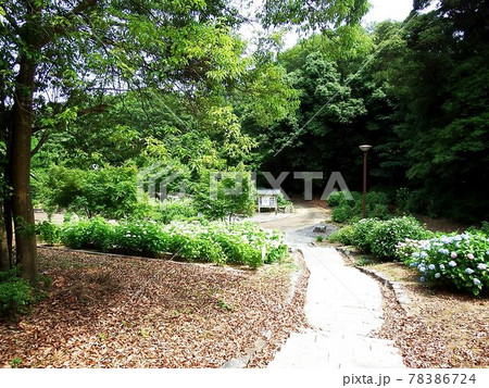 江汐公園のあじさい園 江汐公園のあじさい園 78386724