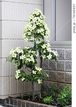 満開の山法師(ヤマボウシ) 満開の山法師(ヤマボウシ) 78386897