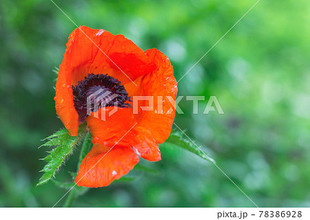Blooming garden poppy plant close up. 78386928