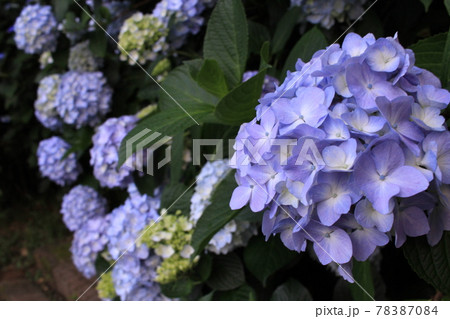 梅雨に輝く紫陽花 梅雨に輝く紫陽花 78387084