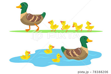 Duck and ducklings set 78388206