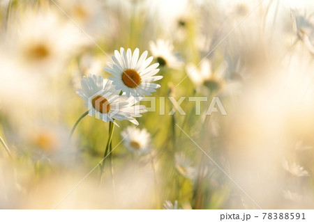 Daisies on a spring meadow at sunset Daisies on a spring meadow at sunset 78388591