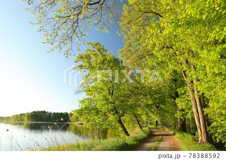 Oaks at the edge of a lake on a sunny spring morning Oaks at the edge of a lake on a sunny spring morning 78388592