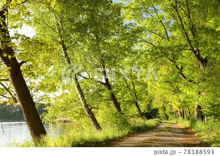 A country road among oaks on a sunny spring morning A country road among oaks on a sunny spring morning 78388593