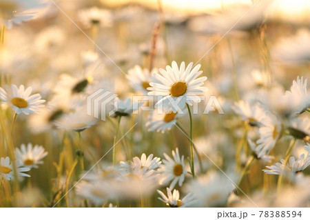 Daisies on a spring meadow at sunset Daisies on a spring meadow at sunset 78388594