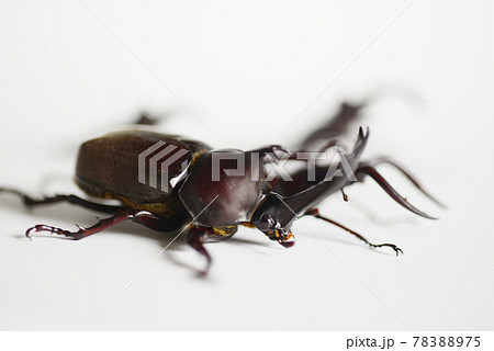 仲の良いカブトムシとノコギリクワガタ　白バック　昆虫　虫　生物　夏休み 78388975