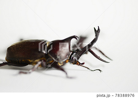 仲の良いカブトムシとノコギリクワガタ　白バック　昆虫　虫　生物　夏休み 78388976