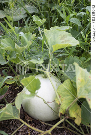 かんぴょう農家 かんぴょう剥き 干瓢 野菜 農業 栽培 栃木 の写真素材 7042 かんぴょう農家 かんぴょう剥き 干瓢 野菜 農業 栽培 栃木 の写真素材 7042