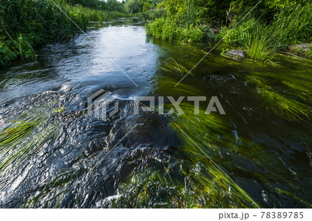 Small picturesque rushy pond on river. Sunny, summer day on Ros river, Boguslav, Ukraine. 78389785