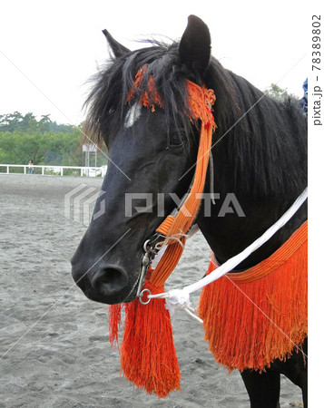 和装の和種馬 和装の和種馬 78389802