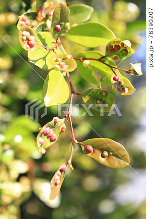 イスノキの葉にできたたくさんの虫こぶ イスノキの葉にできたたくさんの虫こぶ 78390207