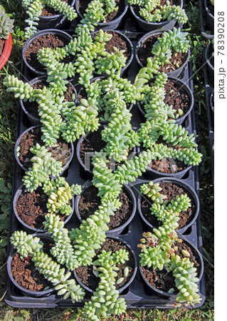 Late spring - beginning of summer, beautiful  flowers and plants in Zagreb, Croatia 78390208