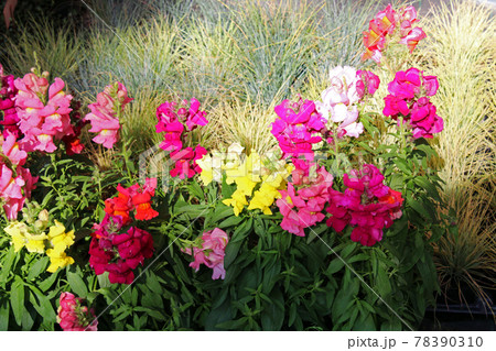 Late spring - beginning of summer, beautiful  flowers and plants in Zagreb, Croatia Late spring - beginning of summer, beautiful  flowers and plants in Zagreb, Croatia 78390310